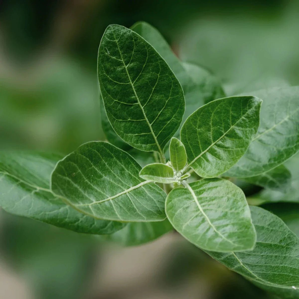 Ashwagandha Pflanze