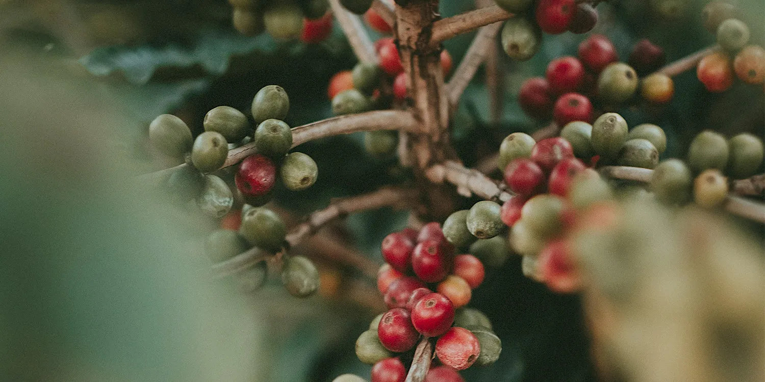Regt Kaffee wirklich die Verdauung an?