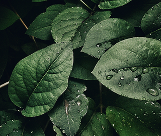 Foglie verdi con elementi naturali.